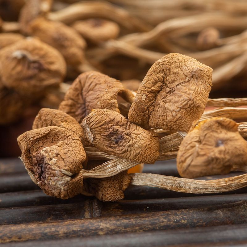 古田县古田县鲜山叔 不开伞茶树菇250g/1袋